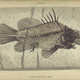 Illustration for article titled Natural History of Fishes of the Perch Family